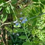 Vicia ludoviciana Hoja