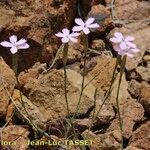 Dianthus charidemi 整株植物