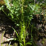 Platanthera sparsiflora Habit