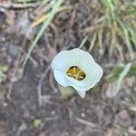 Calochortus leichtlinii Flower