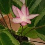 Calathea picturata Λουλούδι