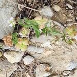 Valeriana vesicaria Habit