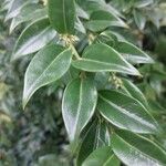 Sarcococca hookeriana Leaf