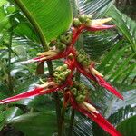 Heliconia monteverdensis برگ