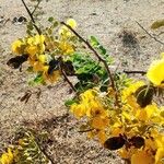 Senna auriculata 花