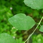 Symphoricarpos albusLeaf