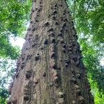 Erythrina sacleuxii 樹皮