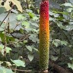 Amorphophallus paeoniifolius Fruit