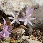 Colchicum pusillum Habitus