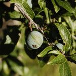 Prunus spinosa Frucht