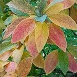 Sassafras albidum পাতা