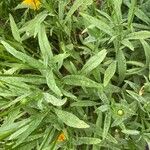 Coreopsis grandiflora Лист