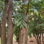 Toona ciliata Leaf