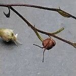 Heuchera micrantha Fruit