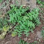 Sonchus ustulatus Leaf