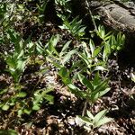 Polygonatum × hybridum ഇല