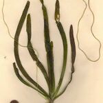 Vallisneria spiralis Інше