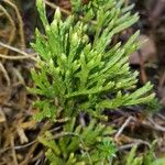 Diphasiastrum complanatum Likasa