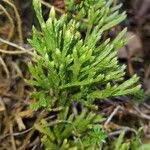 Lycopodium complanatum Blad