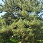 Pinus thunbergii Habitus