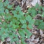 Geranium purpureumLeaf