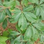 Aesculus pavia Leaf