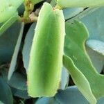 Cissus rotundifolia ഇല