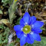 Gentiana sedifolia Цвят