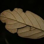 Licania membranacea Leaf