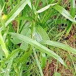 Ranunculus flammula 叶