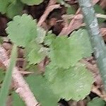 Pelargonium betulinum Hostoa