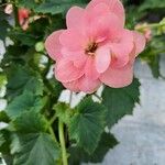 Pelargonium zonaleᱵᱟᱦᱟ