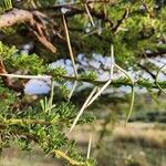 Acacia tortilis Blad