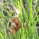 Carex divisa Plod