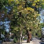 Cordia alliodora Hábito