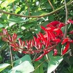 Erythrina crista-galli 花