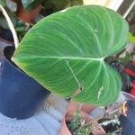 Philodendron davidsonii Yaprak