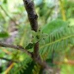 Geniostoma borbonicum Flor