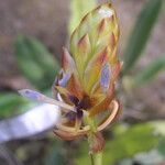 Bulbophyllum schinzianum Цветок