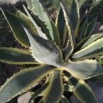 Agave shaferi Листок