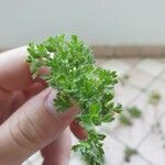 Alchemilla arvensis Φύλλο