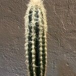 Pilosocereus leucocephalus Кветка