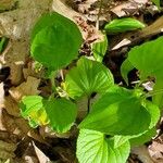 Viola glabella Leaf