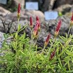 Oxalis versicolor Цветок