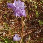 Dipterostemon capitatus Flower