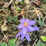 Colchicum multiflorumFloare