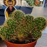 Cleistocactus winteri Blad