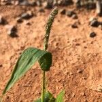 Setaria viridisFlower