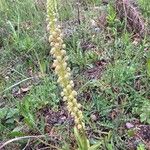 Orchis anthropophora Lorea