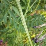 Vicia eriocarpa Rhisgl